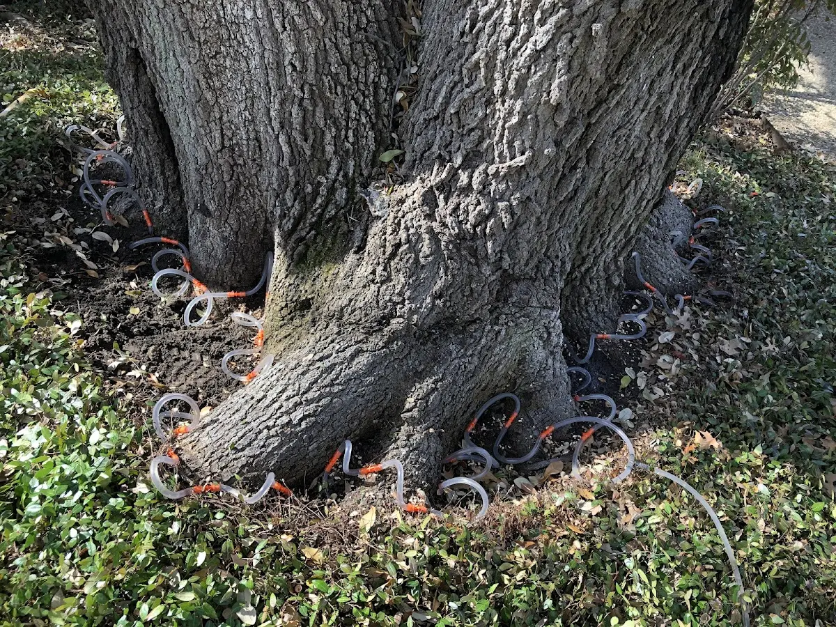 Detailed Tree Cabling and Bracing job site in Hagaman