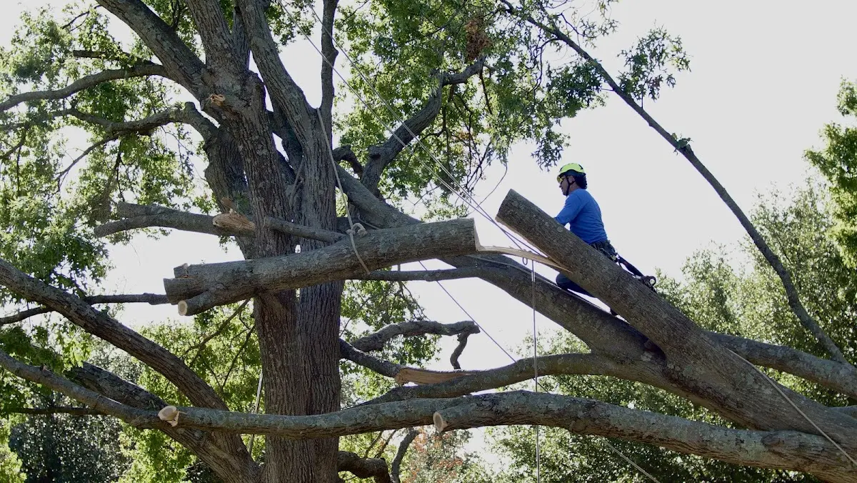 Professional Crown Thinning performed by certified arborists in Hagaman