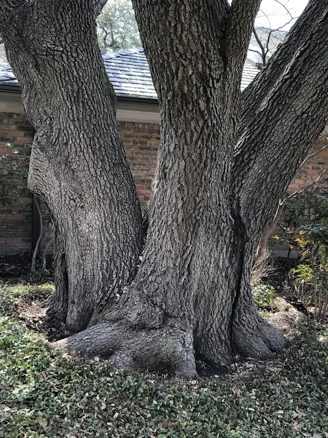 Mature heritage tree close to a Hagaman property cared for by certified arborists